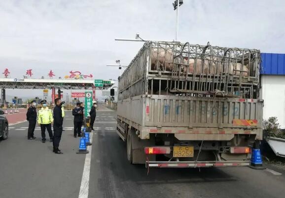 吉林高速公安:拦截未经验证的生猪车辆，助力食品安全
