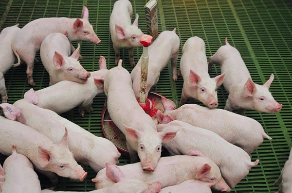 兽药知识|林可霉素在猪病治疗中的妙用，正确使用有奇效
