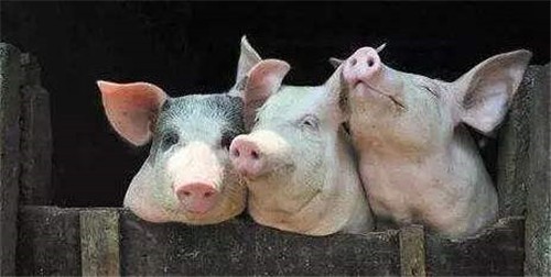 高温对猪有什么影响？高温养猪注意事项
