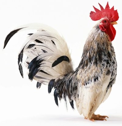 4只鸡的价格还没有企稳下降，苗的价格还在上涨。养鸡的农民该何去何从？
