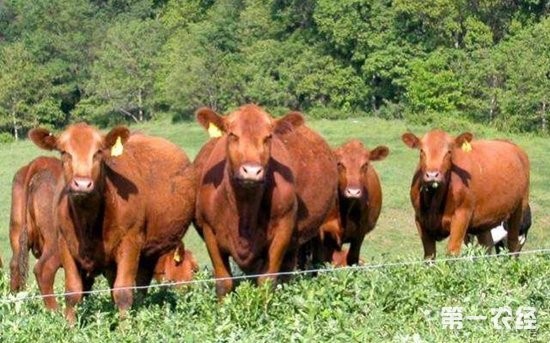 解读云南省支持肉牛产业加快发展的措施

