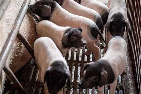 非洲猪瘟疫情减弱，影响生猪生产能力恢复，生猪周期有可能再次延长