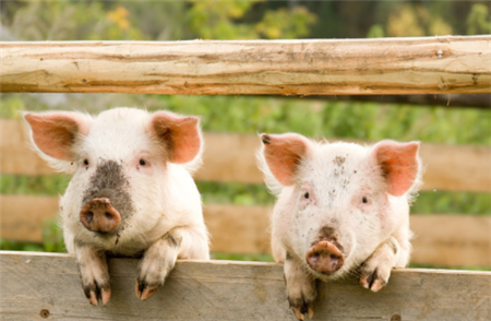 农民投资300万建猪大棚，为什么不能晚开工
