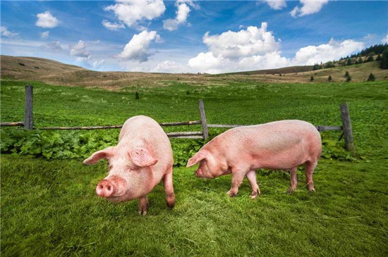 种猪短缺会影响养猪生产的恢复吗？三元猪养着干嘛着急？
