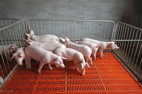 养猪户需要关注养猪场最近出现的问题
