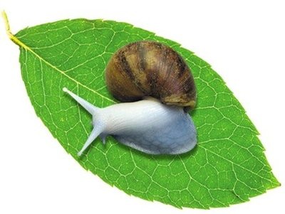 白玉蜗牛养殖的前景与效益
