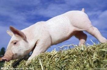 猪场常用的消毒剂有哪些？养猪场用什么消毒剂好？
