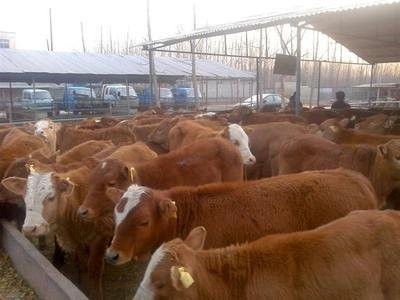 饲养肉牛常用的饲料添加剂有哪些？
