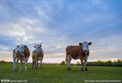 2020年养牛利润如何？奶牛的养殖前景如何？

