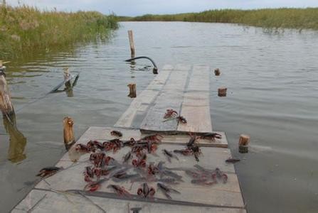 小龙虾遭遇弃潮:生产严重过剩的塘口几乎无人看管
