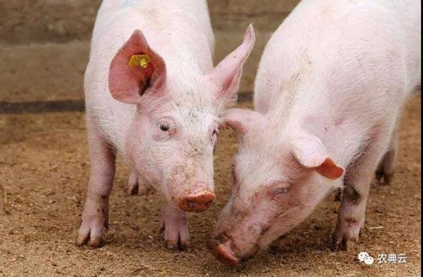 育肥猪生长缓慢的八大原因？
