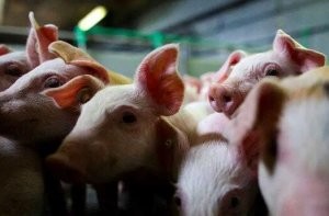 全国第二季度，生猪企业注册数量增长178%，养猪成为资本的“蓝海”
