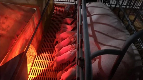 生猪生产能力大幅提升，但为什么猪的价格却一路飙升？终于找到原因了！
