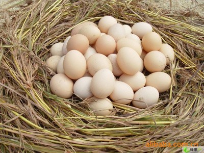 特种鸡蛋种类、蛋鸡特种鸡蛋饲养技术
