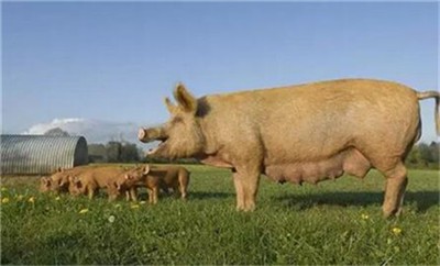 商务部:上周猪肉批发价跌3%，每公斤42.35元！
