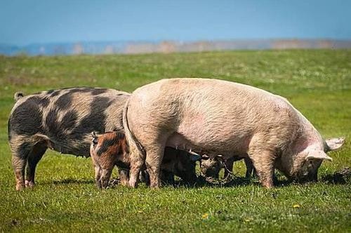 猪肉价格正在上涨。生猪养殖公司预计第四季度将保持乐观

