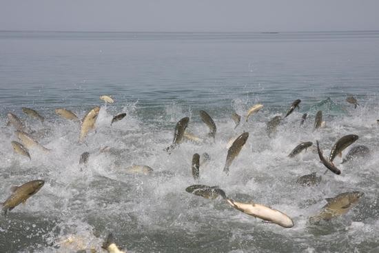 新疆:鱼类增殖放流维持湿地生态平衡

