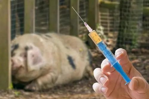猪口蹄疫的免疫和疫苗应用(ⅱ)