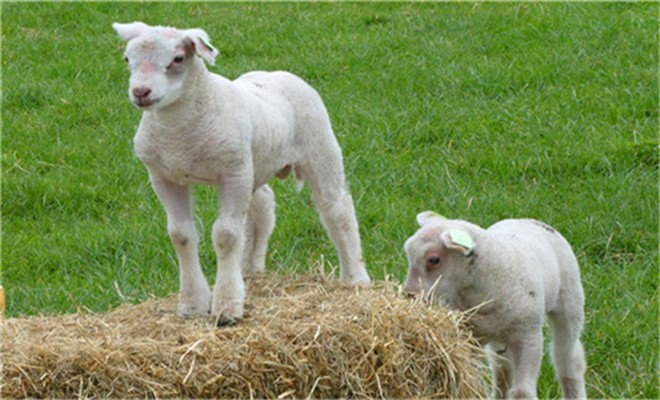 桔皮可以是治疗许多羊疾病的良药
