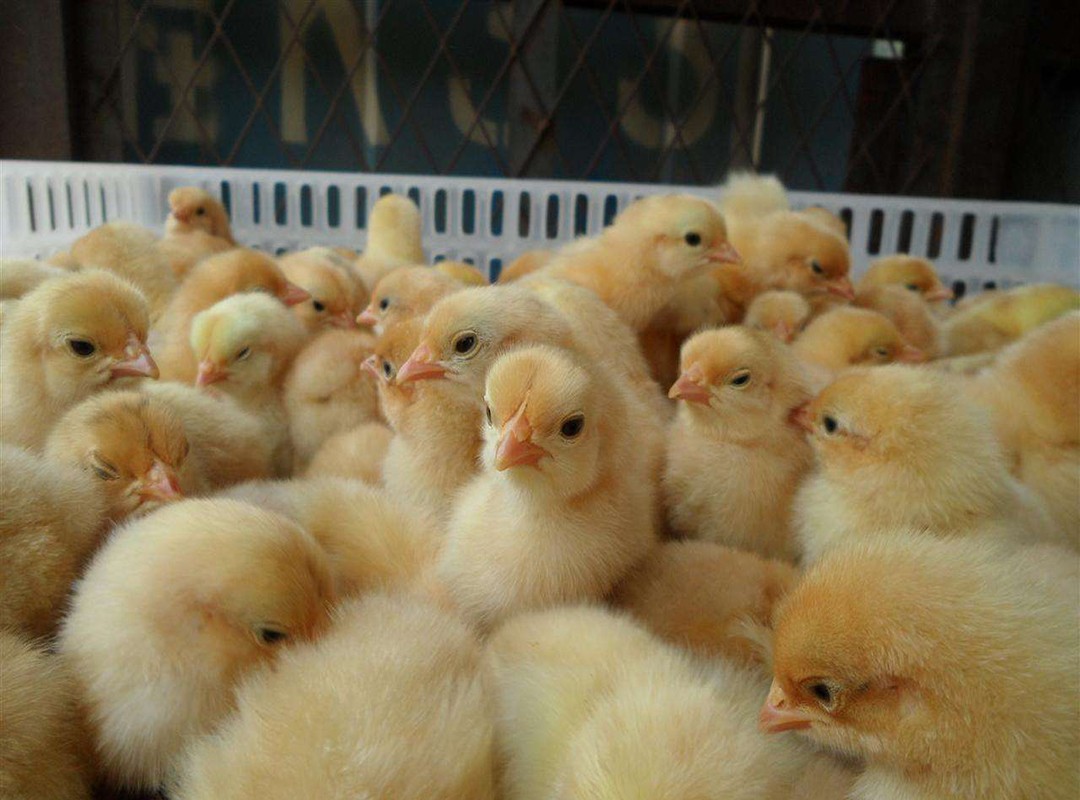 市场上刚买的鸡怎么养？
