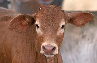 有哪些防暑降温肉牛的措施？
