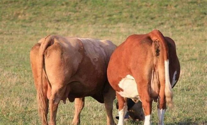 奶牛繁殖技术

