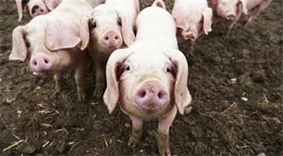 生猪市场平稳波动，市区猪肉消费反弹！
