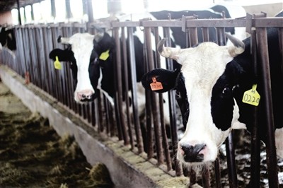 中垦投资22亿元建设6万头奶牛养殖基地
