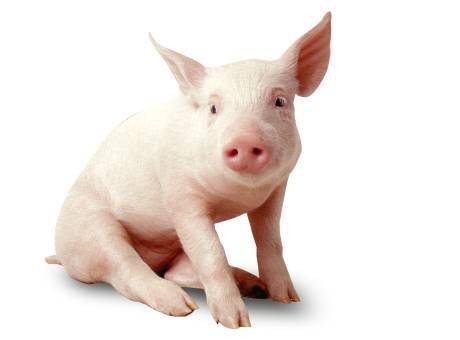 猪场如何使用抗菌药物？
