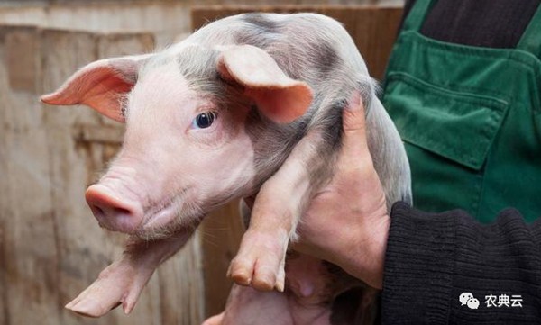 记住这些要点，新技术可以让小猪在3周大时断奶。