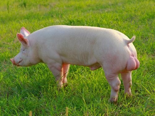 政策+市场双管齐下，上半年江西生猪产业呈现良好发展势头
