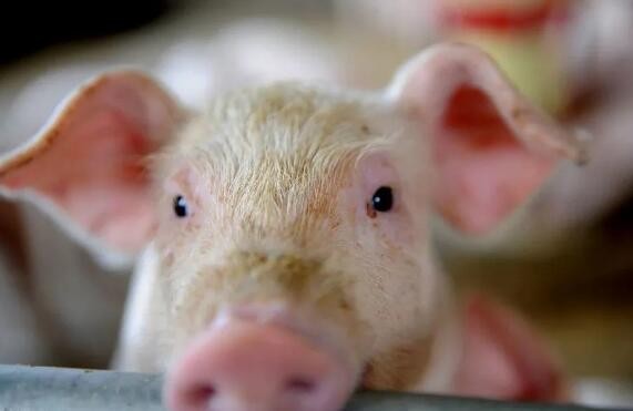 中国社会科学院:预计2021年猪肉产量在5000万吨左右，价格波动回落