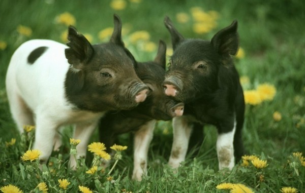 注意！猪的这些常见皮肤病是不能误诊的！
