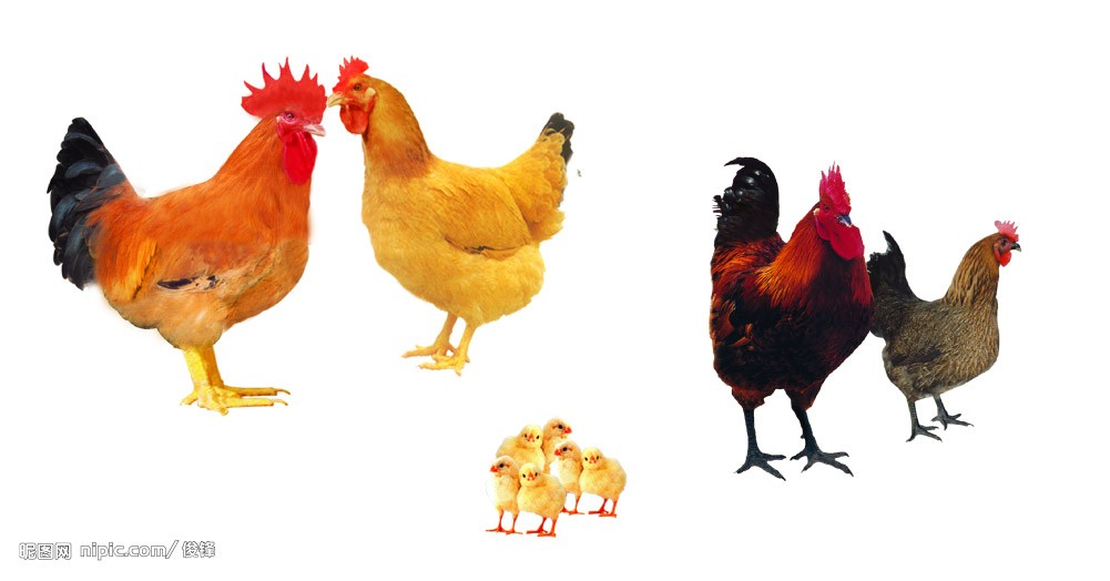 重庆主城区和区县禁止活禽交易和屠宰

