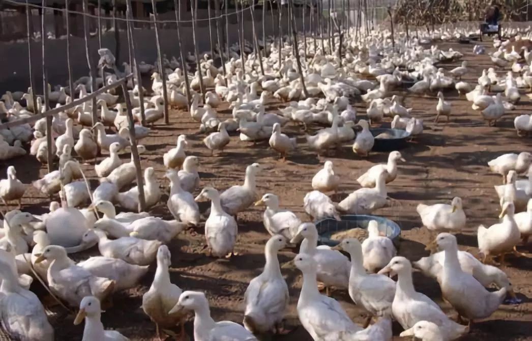 2021年肉鸭价格多少？肉鸭养殖赚钱吗？
