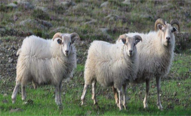 绵羊啃毛的原因及处理措施
