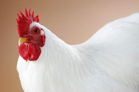 11月2日，CFT鸡评论说，鸡蛋和白羽鸡的价格连续走强
