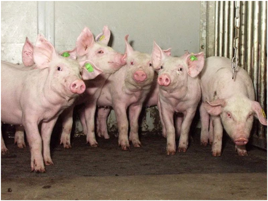 正邦科技:10月底，公司拥有母猪110万头，后备母猪90万头

