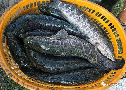 黑鱼塘价格微跌二毛钱，广东鱼塘日产量250万斤左右！
