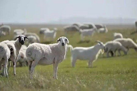 2020年9月13日全国羊肉平均批发价
