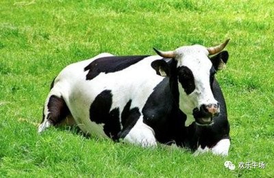 奶牛腿蹄病的症状有哪些？奶牛腿蹄病如何防治？
