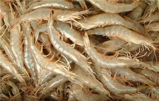 南美白对虾为什么一直需要护肝？
