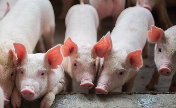 猪肉价格已经下跌了12周，多部门的反应已经释放出长期的好处