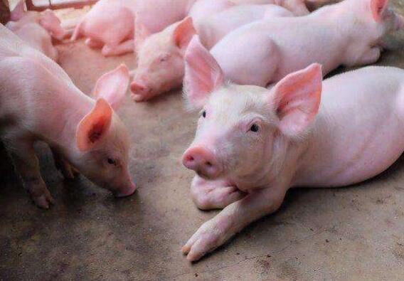 9月份上市生猪企业销售的重负荷生猪供应格局继续改善
