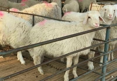 内蒙古巴彦淖尔市两级畜牧站开展二郎山超细绒山羊种羊鉴定
