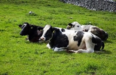 奶牛泌乳阶段的划分、泌乳奶牛的饲养管理
