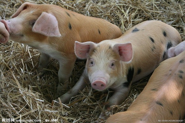 养猪不能马虎，猪中毒的八个常见症状
