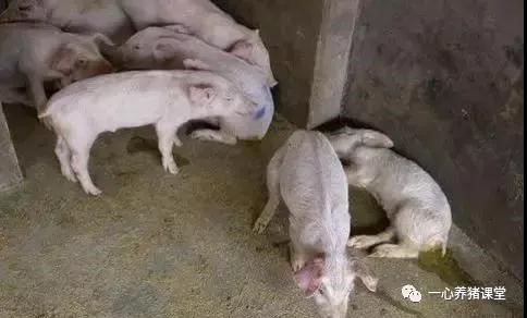 【经验贴】如何预防和控制规模化猪场僵猪的发生？
