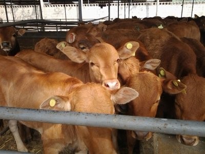 肉牛从出生到屠宰需要多长时间？如何快速育肥肉牛？
