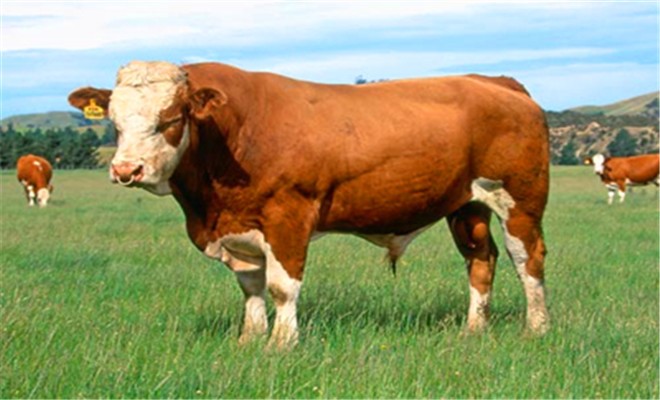 春天应该保证肉牛的生活质量
